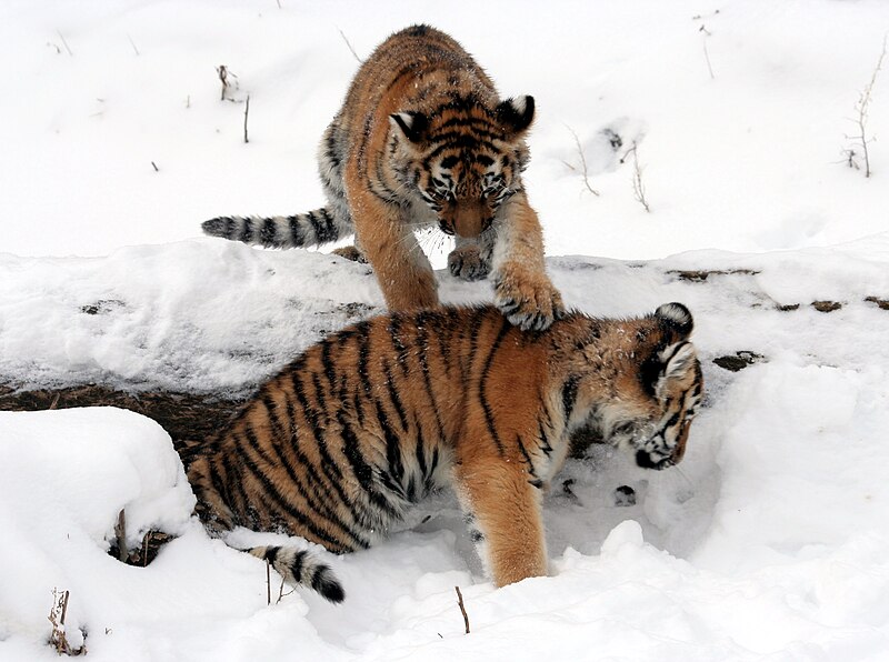 File:Panthera tigris altaica 15 - Buffalo Zoo.jpg