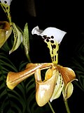 Paphiopedilum gratrixianum üçün miniatür