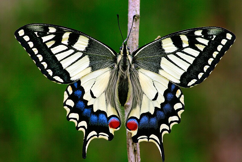 Old World swallowtail (Papilio machaon) butterfly emerging from