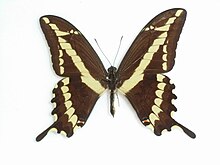 PapilioPaeonMale.JPG