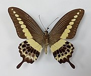 Papilio demolion (revers)