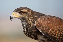 Parabuteo unicinctus - 01.jpg