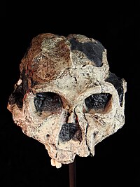 paranthropus robustus