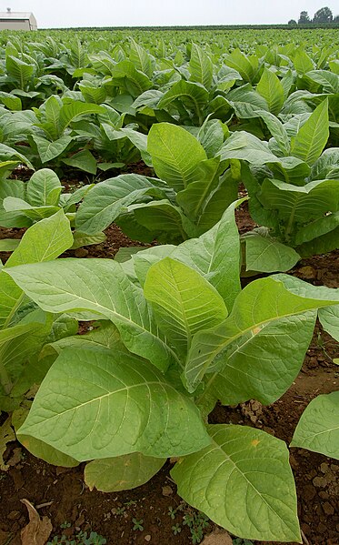 File:Patch of Tobacco (Nicotiana tabacum ) in a field in Intercourse, Pennsylvania..jpg