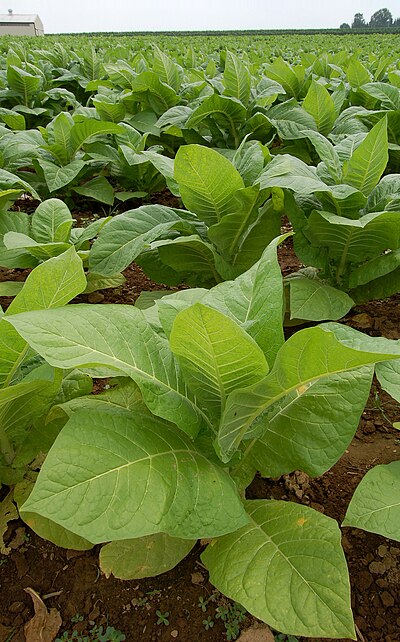 Cultivation of tobacco
