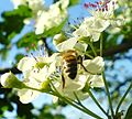 * Nomination Bee and some fruit flower --Pokrajac 16:00, 1 May 2007 (UTC) * Decline Too small. See guidelines above. --norro 16:12, 1 May 2007 (UTC)