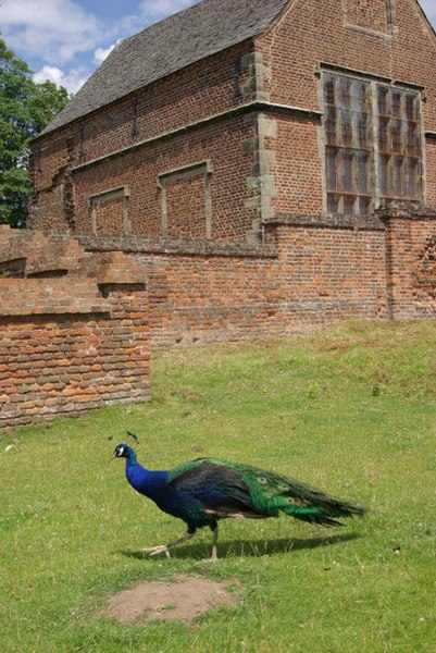 File:Peacock at Bradgate House - geograph.org.uk - 881943.jpg