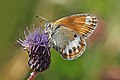 * Nomination Pearly heath (Coenonympha arcania), Sweden --Charlesjsharp 09:04, 17 September 2018 (UTC) * Decline  Oppose Blurred and unsharp --George Chernilevsky 17:08, 19 September 2018 (UTC)