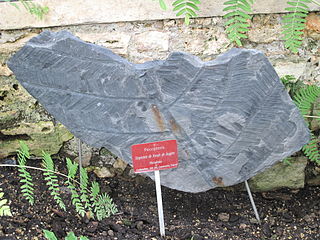 Imprints of the extinct fern Pecopteris from Commentry, France (300 million years old),