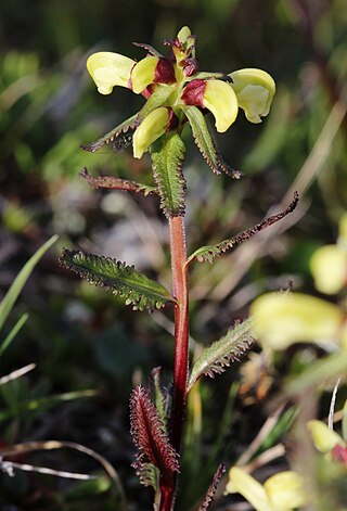 <i>Pedicularis lapponica</i>