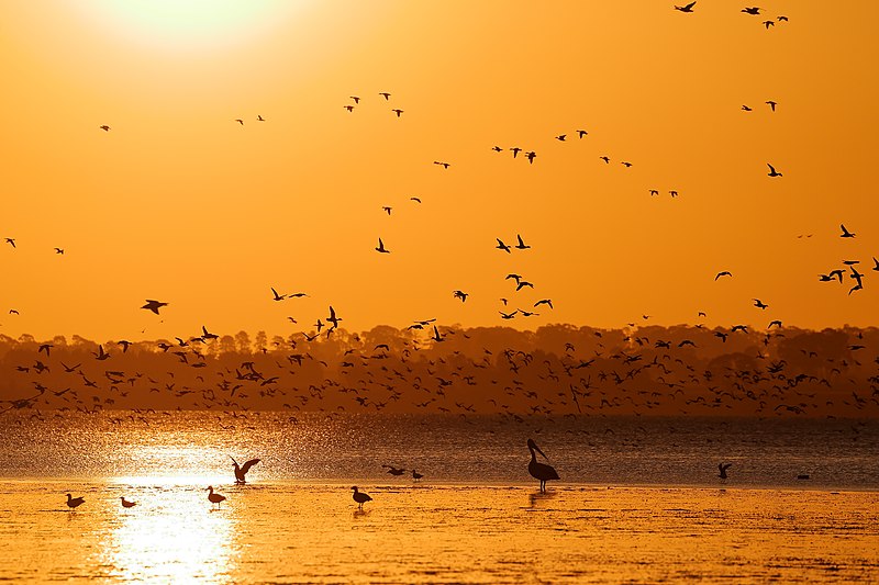 File:Pelican and Ducks at Sunset (26156528192).jpg