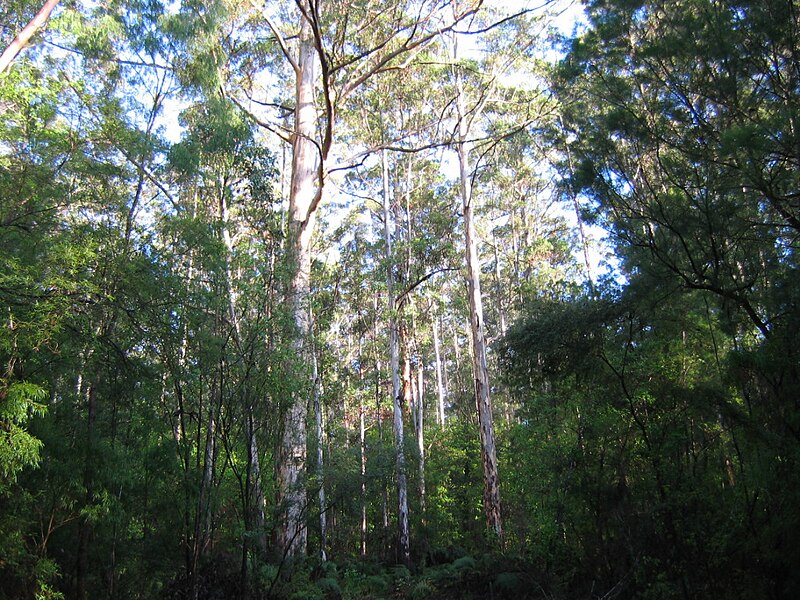 File:Pemberton Karri forest 1.jpg