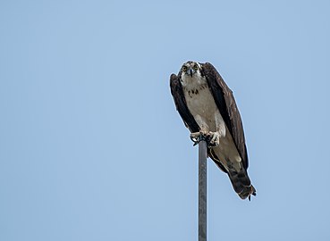 Perched osprey (Pandion haliaetus), Waquoit Bay National Estuarine Research Reserve, Maine, US