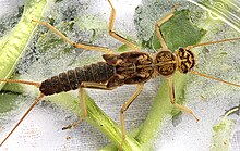 Perlodid stonefly, Skwala sp. (25723772794).jpg