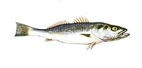 Miniatura per Cynoscion striatus