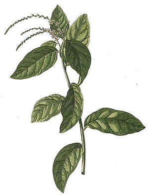 Petiveria alliacea, illustration