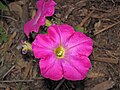 Petunia sp. (New Brighton, Minnesota, USA) 2 (27752614104).jpg
