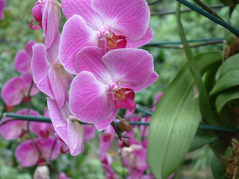 File:Phalaenopsis lipperose (2944469464).jpg