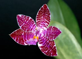 Описание изображения Phalaenopsis_lueddemanniana_Orchi_9051.jpg.
