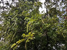 Arbre aux fruits de Phanera purpurea (Philippines).jpg