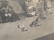 Cockfight Philippine cockfight 1900-02.JPG