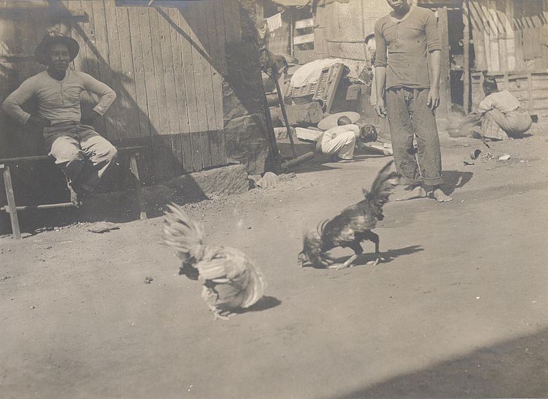File:Philippine cockfight 1900-02.JPG