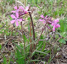 Phlox pilosa TN.jpg Орталық бассейні