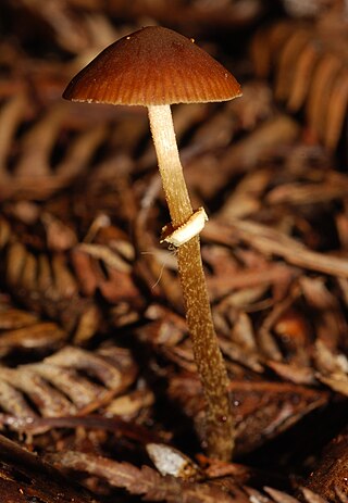 <i>Pholiotina rugosa</i> Species of mushroom