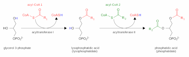 Phosphatidic acid synthesis