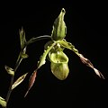 Phragmipedium hirtzii