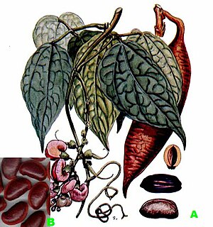 Physostigma venenosum-3.jpg