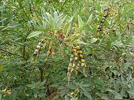 Frutti su rami di pisello piccione (Cajanus cajan)