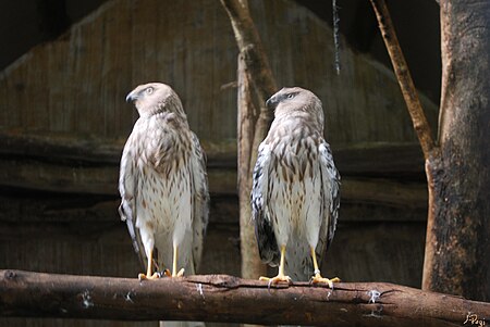 Tập_tin:Pied_Harrier.jpg