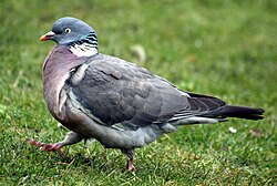 Pigeon by Keven Law.jpg