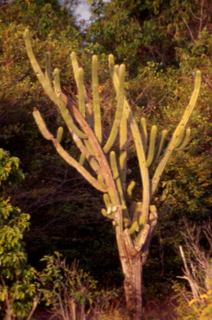 <i>Pilosocereus</i> Genus of cacti