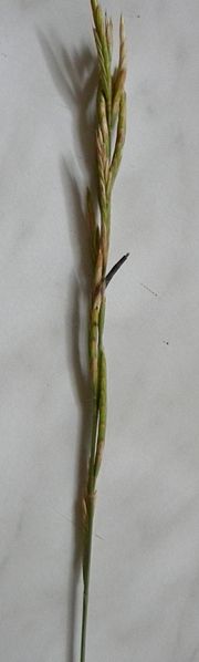 Brachypodium pinnatum kun Claviceps purpurea.