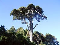 Pinus canariensis