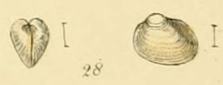<i>Pisidium casertanum</i> Species of bivalve