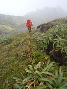 Pitcairnia bifrons