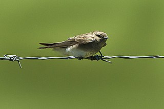 <span class="mw-page-title-main">Brown-throated martin</span> Species of bird