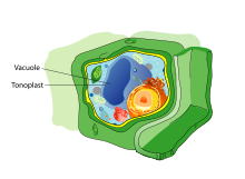 Plant cell structure svg vacuole.svg