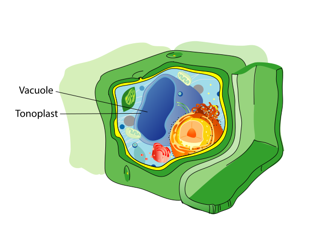 Fișier:Plant cell structure svg vacuole.svg