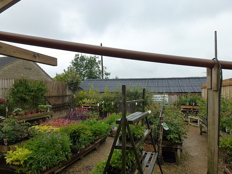 File:Plants at the garden centre - geograph.org.uk - 4542648.jpg