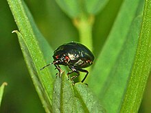 Plataspididae - Coptosoma scutellatum-2.jpg