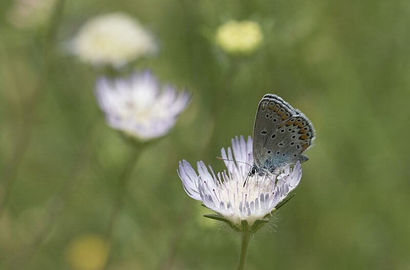 File:Plebejus modicus - Anadolu esmergözü 16-8.jpg