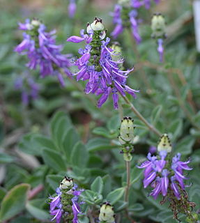 <i>Coleus comosus</i> Species of flowering plant