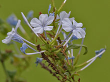Plumbago auriculata, the Cape leadwort Plumbago auriculata (Blue-flowered Plumbago) in Hyderabad, AP W2 IMG 2437.jpg