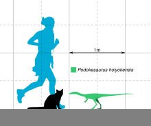 Size of Podokesaurus compared to a human and a cat Podokesaurus Scale.svg