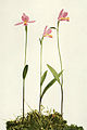 Pogonia ophioglossoides page 76 in: Homer D. House: Wild Flowers of New York (Orchidaceae) New York (1918)