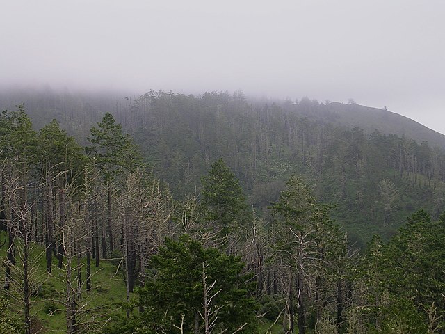 damage from the Mount Vision fire